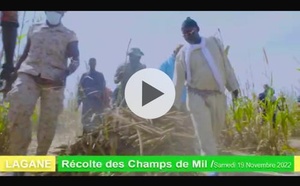 Récolte des champs de mil supervisée par Samuel Sarr, une tradition qui perdure depuis plus de 20 ans