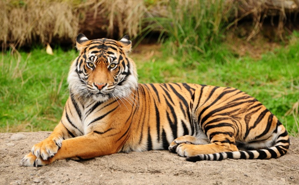 INSOLITE : Ce drone s'est approché un peu trop près des tigres qu'il filmait