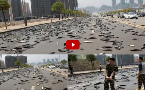 VIDÉO: Thaïlande, des poissons tombés du ciel après une pluie diluvienne