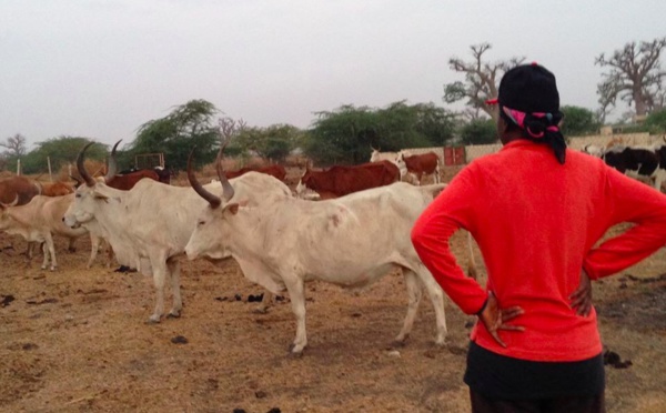 Ndeye Penda Tall, femme de Idrissa Seck s'est-elle convertie en éleveur?