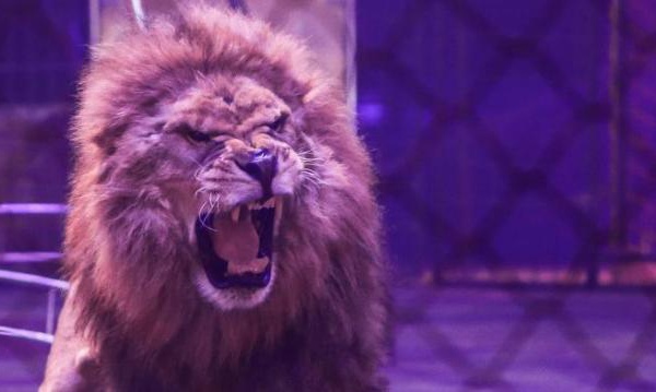 Somme : un lion saute à la gorge de son dompteur en plein numéro de cirque