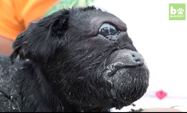 Insolite: Une chèvre avec un seul œil et une seule oreille a vu le jour en Inde