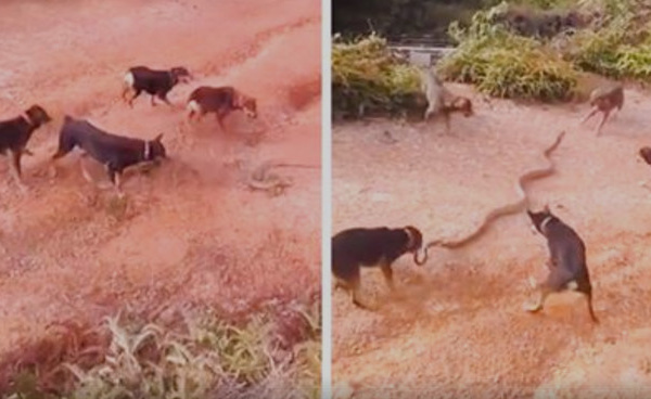 Insolite : 5 chiens s'attaquent à un serpent, le combat est épique, regardez