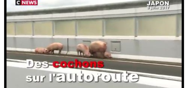 Des cochons sur une autoroute au Japon 