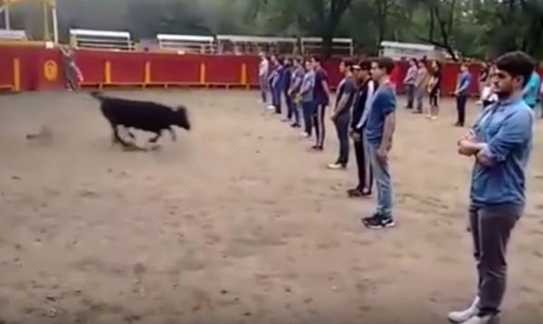 Incroyable, une expérience intéressante contre la Corrida :Ces étudiants ont prouvé qu'un taureau n'attaque que s'il est attaqué