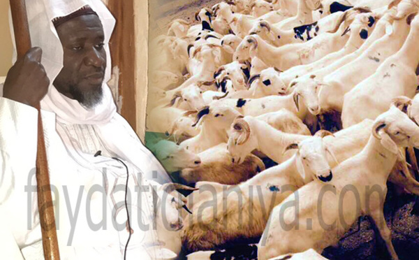 Photos : Tabaski Médina Baye, Cheikh Mahi Aliou Cissé offre 221 moutons et  500 bœufs 