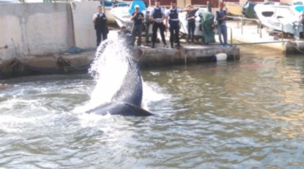 Une baleine s'égare dans le Vieux-​​Port de Marseille