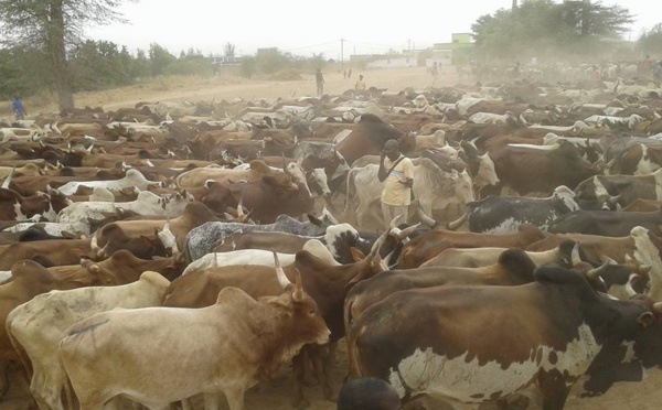 Des milliers de bœufs, 1000 moutons et 30 chameaux…: L’incroyable troupeau de Cheikh Béthio pour le Magal