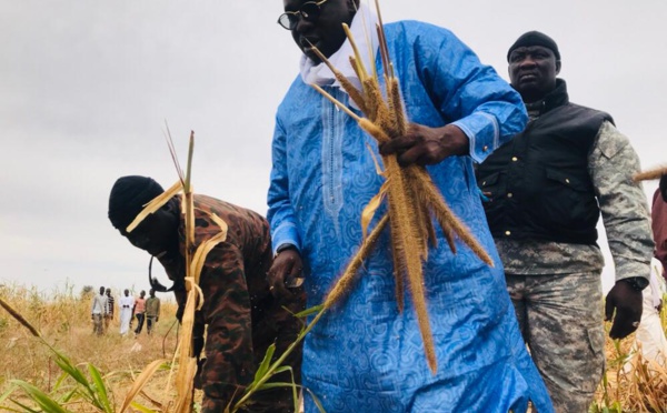 Samuel Sarr a répondu à l'Appel de Serigne Saliou Mbacké pour les travaux champêtres des champs de Lagane