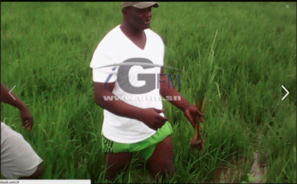 Images : La caravane agricole de Balla Gaye II en Casamance