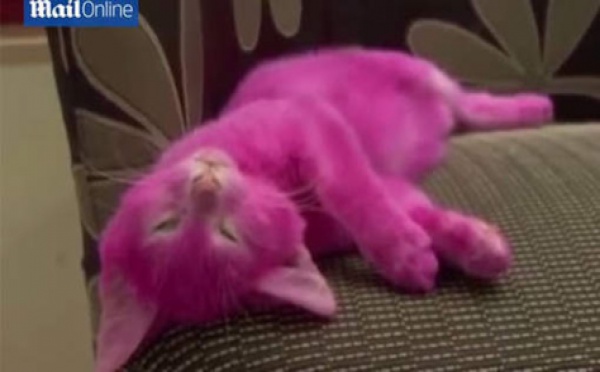 Une star teint son chaton en rose pour une fête, il meurt