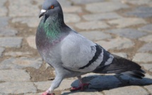 Condamnés pour avoir massacré des pigeons