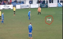 Angleterre: un chien interrompt un match de football pendant plusieurs minutes (VIDÉO)