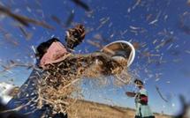 Au Sénégal, la crise alimentaire mondiale a revalorisé le riz de la vallée