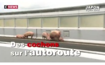 Des cochons sur une autoroute au Japon 