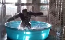 Insolite : Quand Youssou Ndour fait danser un singe avec son tube, "Del Teew", regardez LOL