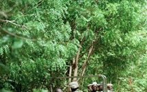 Sud du Sénégal: un soldat tué, l'armée pilonne des positions des rebelles