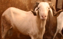 A Dakar, une “Star’ac” des moutons de l’aïd