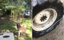 Insolite: un cerf attaque et crève le pneu d’un tracteur (vidéo)