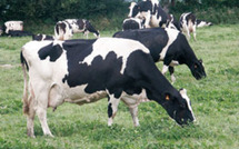 Tambacounda : 3.800 vaches visées pour la campagne d’insémination artificielle 2010