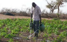 Mutualisation des politiques de recherche : Un viatique du développement agricole