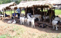 Tabaski des « Goorgorlou » : Les moutons « poids plumes » en vedette