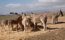 Koumpentoum - 91 équidés morts : Les services vétérinaires suspectent la gourme (angine du cheval)