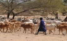 Drame à Samine: Un berger tué