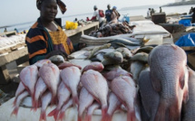 Exportation de farine de poisson: Greenpeace dénonce cette pratique