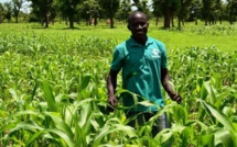 Agriculture familiale: le Cncr déplore le manque d’eau et de financement