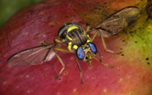 Perte de fruits: La mouche destructrice, encore présente