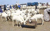 Aïd El Kébir- Foirail de Liberté 5: Les moutons s’écoulent à merveille