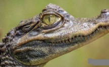 Vers une nouvelle découverte scientifique : les larmes de crocodile, ça soigne…