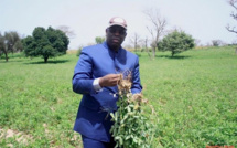 Tournée agricole: Macky Sall à Kaolack, Fatick et Kaffrine du 19 au 21 septembre 2020