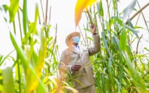 Visite à Nioro: Le President Macky Sall encourage les cultivateurs pour cette belle campagne agricole