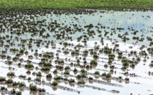 Le fleuve Sénégal sort de son lit: à Bakel, 134 ha de cultures engloutis par les eaux