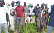 En visite dans les régions : Quand Sonko expérimente les vacances agricoles patriotiques…