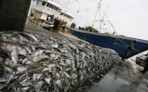 Alerte de Greenpeace: La pêche artisanale verrouillée par la COVID-19, les multinationales de la pêche pillent les océans de l'Afrique de l'Ouest