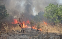 Thiès - Feu de brousse à Mboro: Un périmètre maraîcher consumé