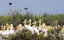 La biodiversité au Sénégal en péril : une alerte lancée par l’Uicn