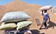 Commercialisation de l’arachide: C’est la grogne chez les saisonniers de la Sonacos Lyndiane