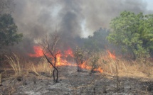 Feu de brousse: Une large superficie ravagée dans une commune de Linguère