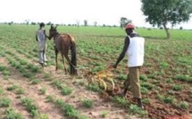 Délivrance suspendue du titre foncier sur les terres arables du monde rural : des bombes foncières en attente d’être désamorcées