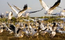 Grippe aviaire : Le Parc national mauritanien du Diawling  aussi touché et fermé