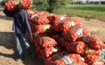 Commercialisation de l’oignon: A Potou, les producteurs appellent l’Etat à éviter la saturation du marché