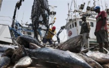 Colère des diplômés de la pêche et de l'aquaculture: Ils exigent un large recrutement et menacent de se faire entendre