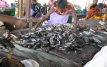 Marché central aux poissons de Pikine: Discorde entre agents de la mairie de Dalifort et acteurs économiques