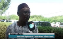 Forum de Saint-Louis sur le gaz, le pétrole et le contenu local : Amadou Baldé , Directeur régional de l’agriculture revient sur les niches d’espoir