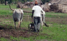 Cri du cœur pour le monde rural - Par Cheikh Fatma Mbacké