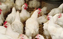 Polémique sur la grippe aviaire : Le secteur avicole expose un bilan de vente de 11 millions de poulets